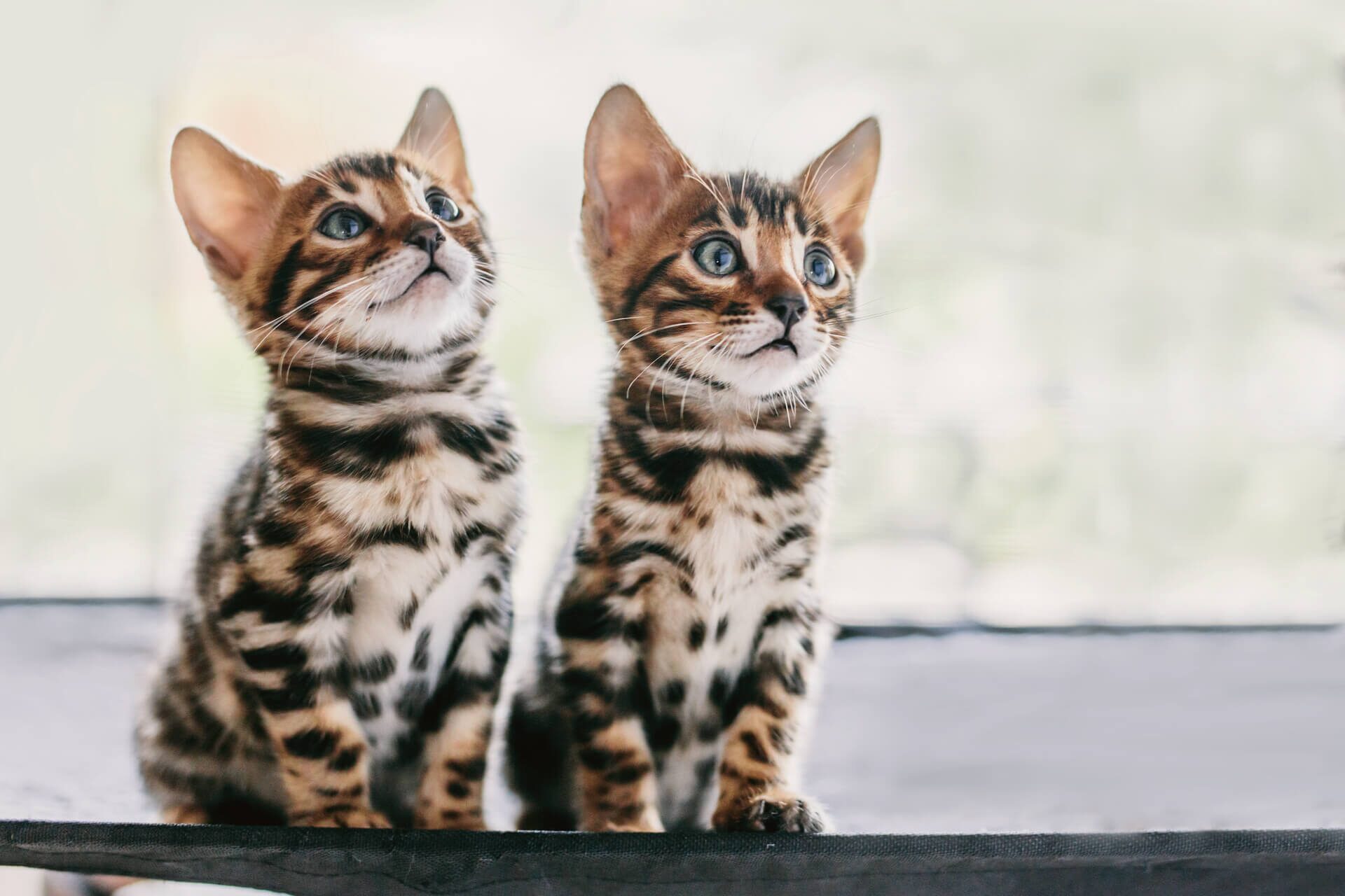 Два бенгальских котенка